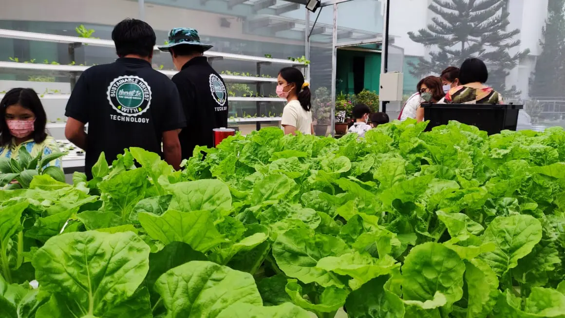 Lush leafy greens in growing channels with people looking around the greenhouse