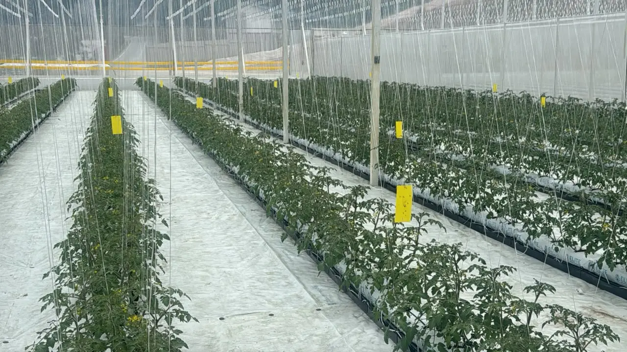 Trellised crop rows inside a greenhouse